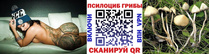 Галлюциногенные грибы Psilocybe  Купить закладки  Похвистнево 